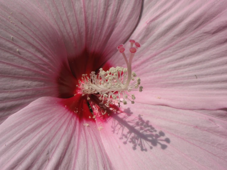 a very pretty pink flower with white stamens