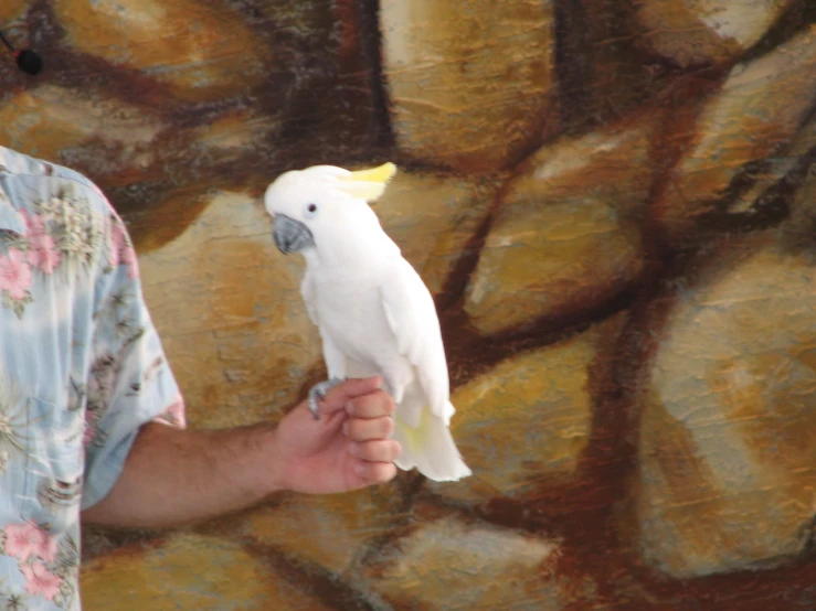 a white bird sitting on a mans hand