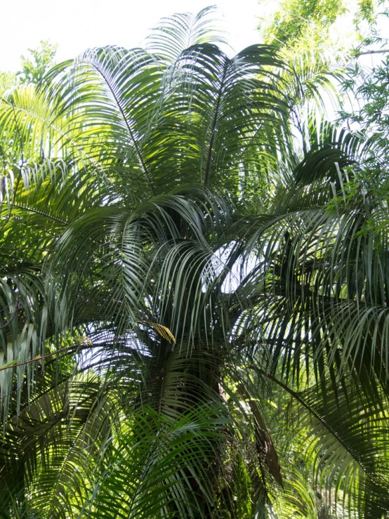 the underside view of an extremely large palm tree