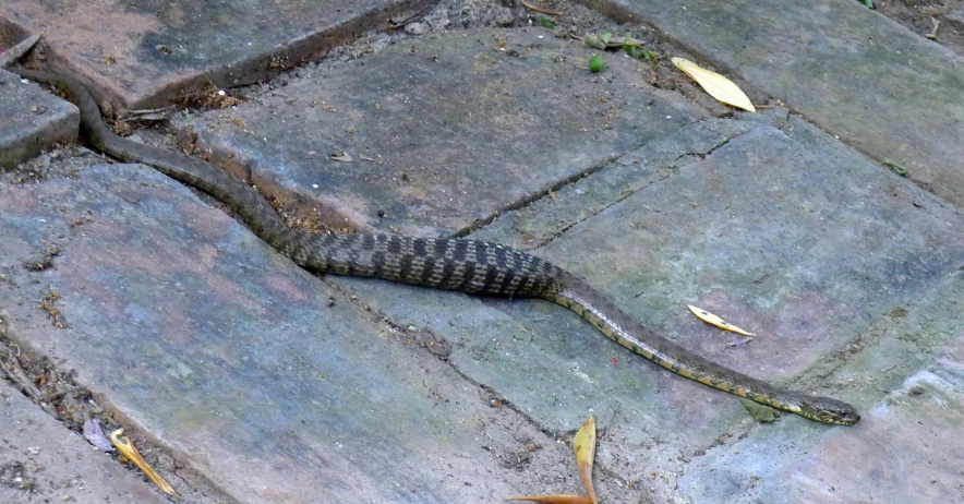 a snake on the ground next to two bananas