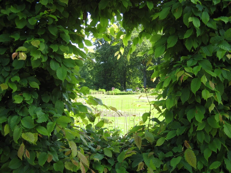 view from under a large shrub looking at a grassy field