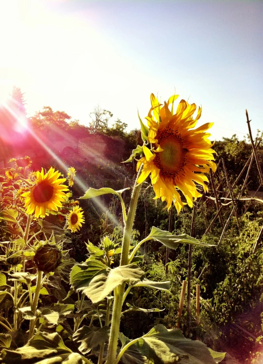 a big sunflower is next to a fence