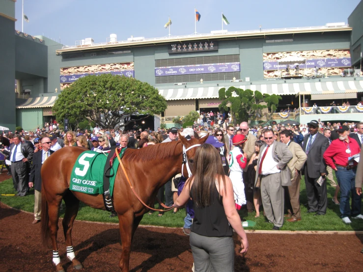 a crowd watches as a horse is shown by the trainer