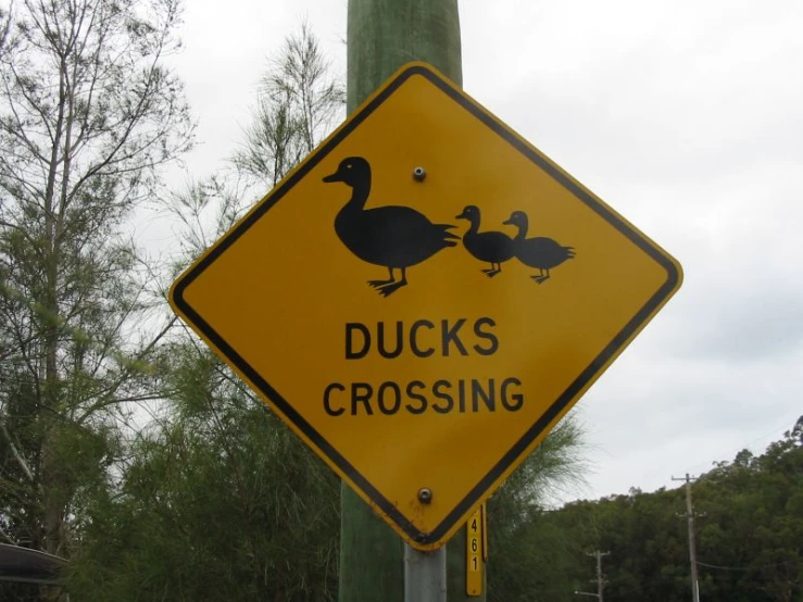 a ducks crossing sign hanging on a telephone pole