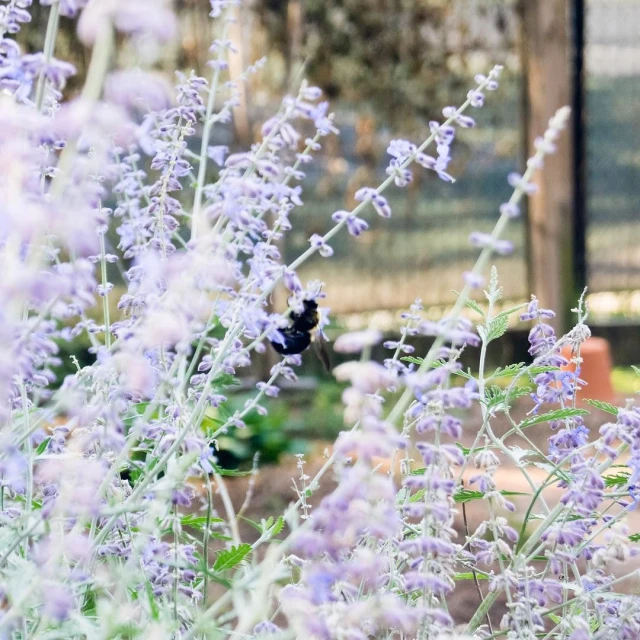 purple flowers and other plants in an outdoor garden