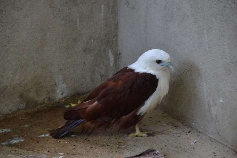 a white and brown bird is next to a wall