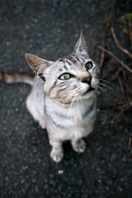 a cat stares into the distance with his eyes wide open