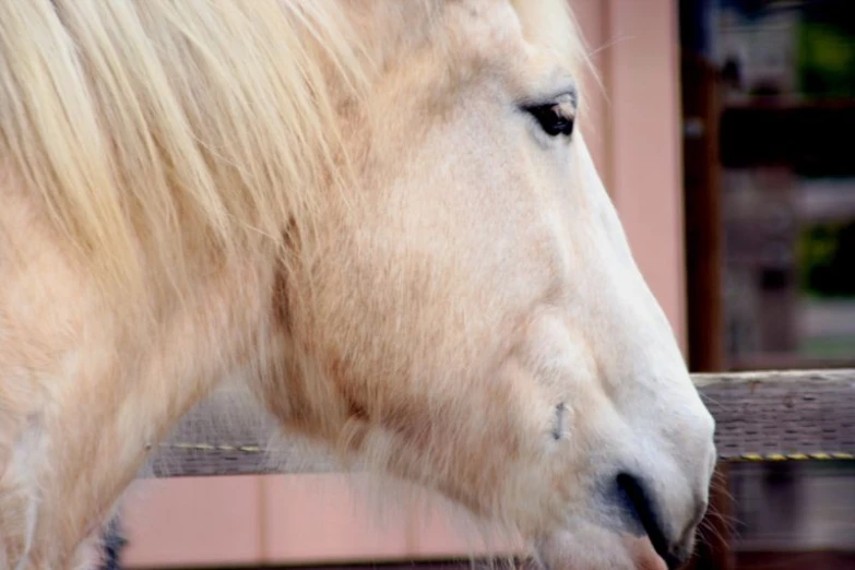 a closeup s of a white horse's face, as it looks at soing