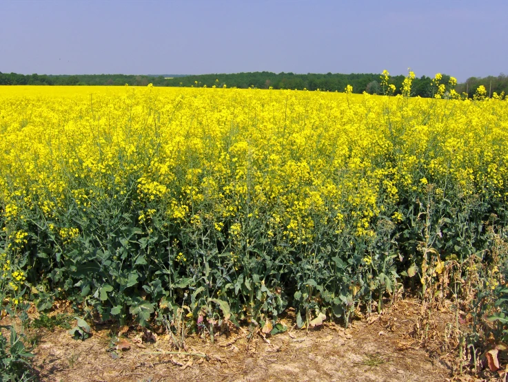 a field full of yellow flowers with trees in the background