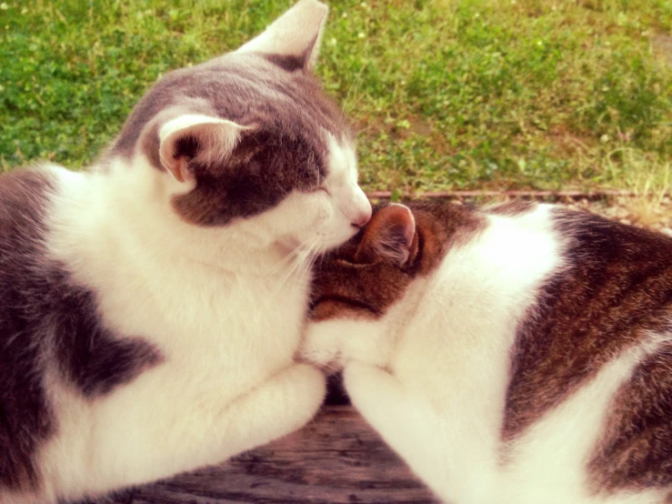 a cat touching another cat near the grass