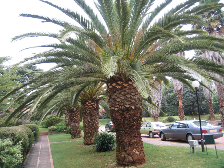 large palm trees and parking on a quiet road