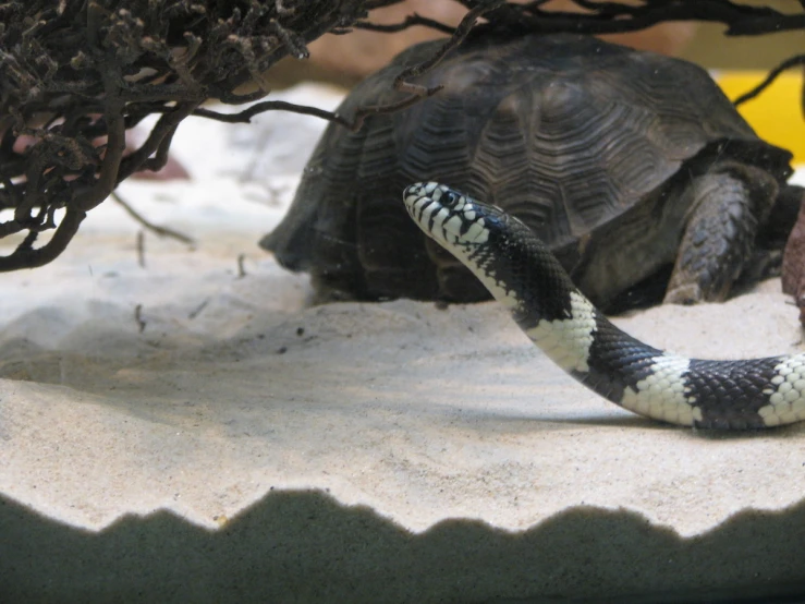 the striped snake is hiding in the shade of a large turtle