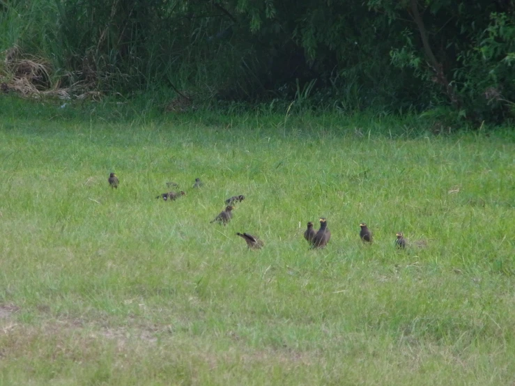 an image of a flock of birds in a field