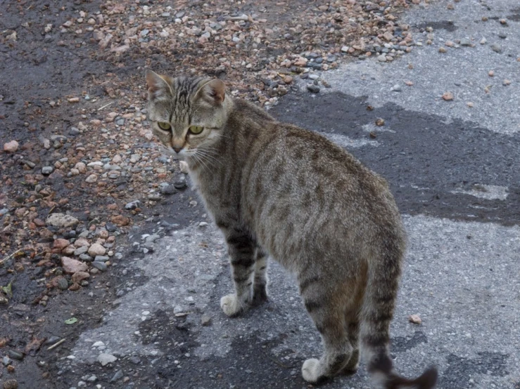 the large cat is standing on the pavement