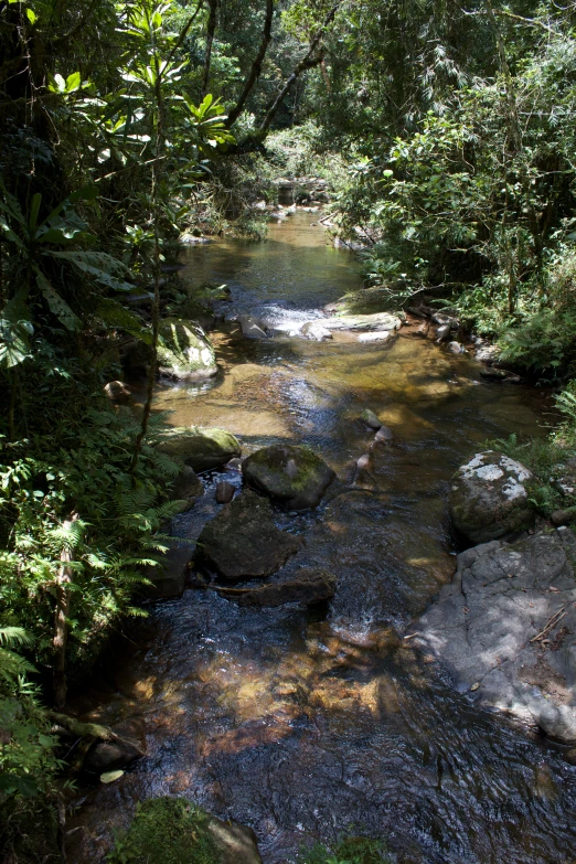 a very pretty stream in a lush green forest