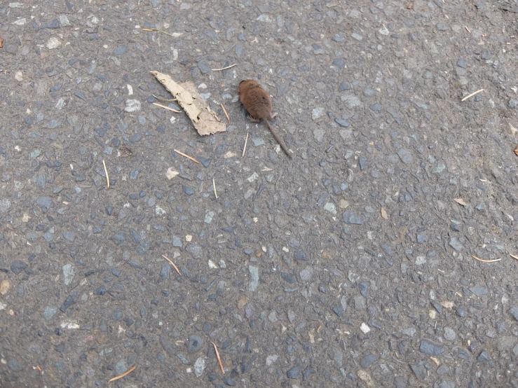 a small brown animal lays on the ground