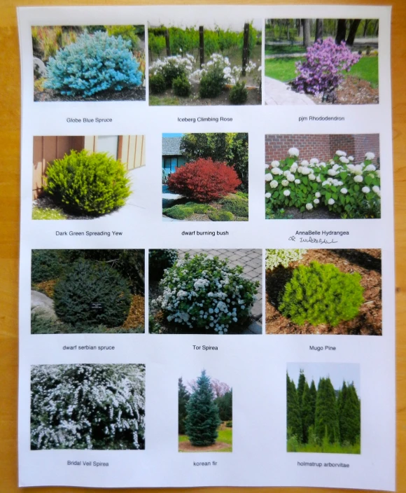 a magazine page with pos of different flowers and shrubs