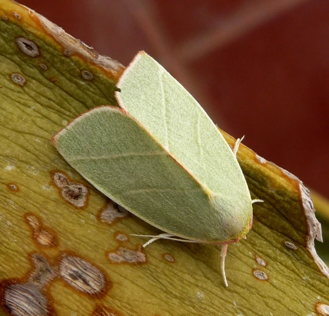 a bug resting on top of a green leaf