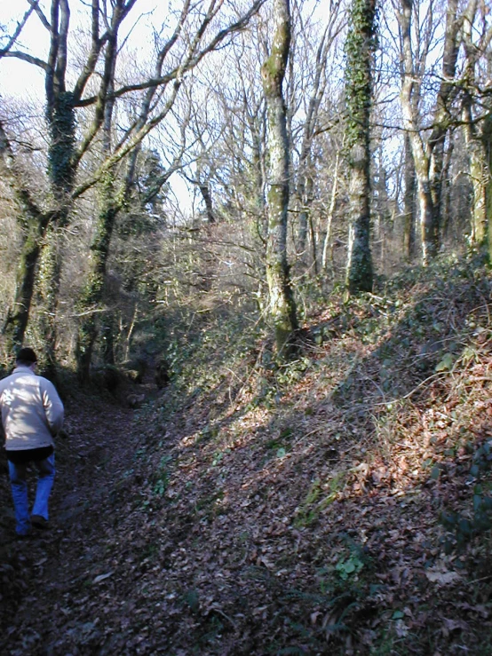 a person walking in the woods during the day