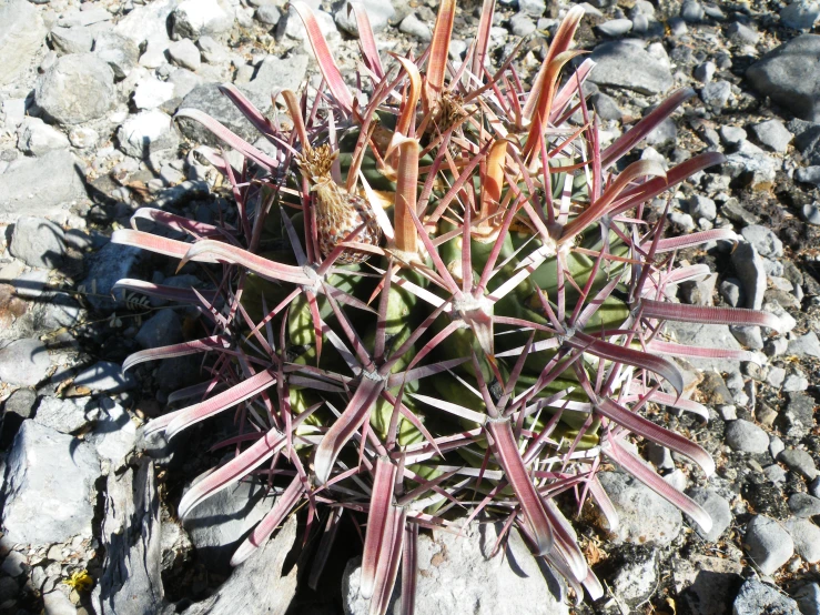 there is an extreme close up picture of a plant