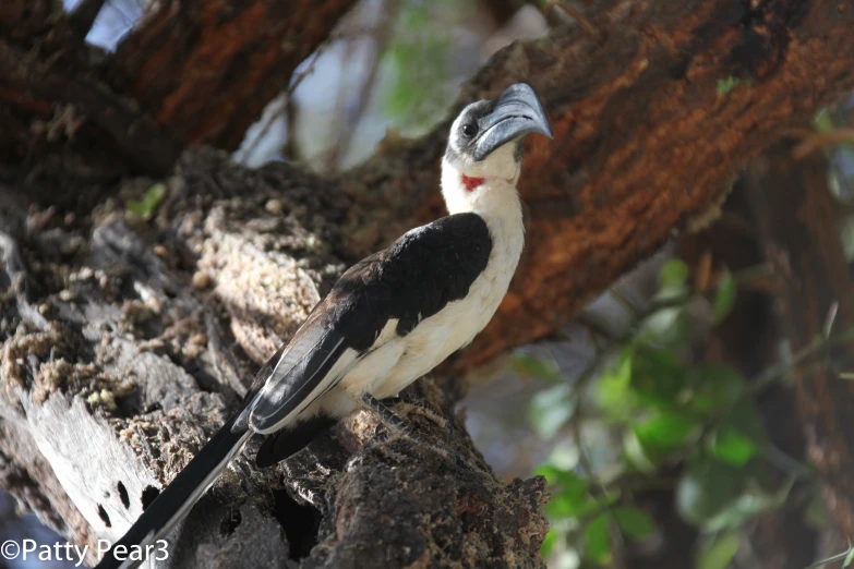 a close up view of a bird on the nch of a tree