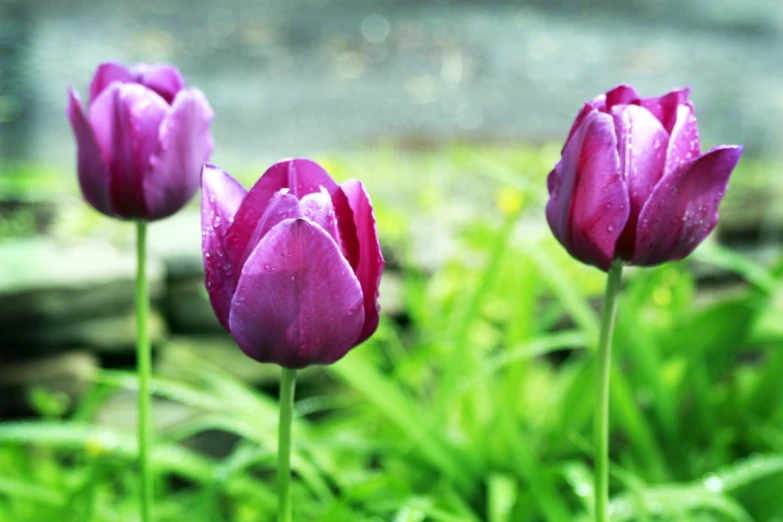 three small, pink flowers with water drops on them