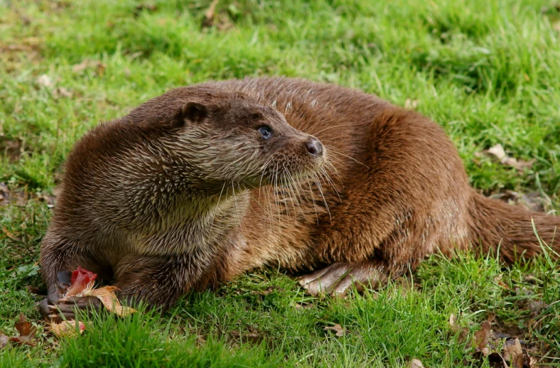 a close up of an animal in the grass