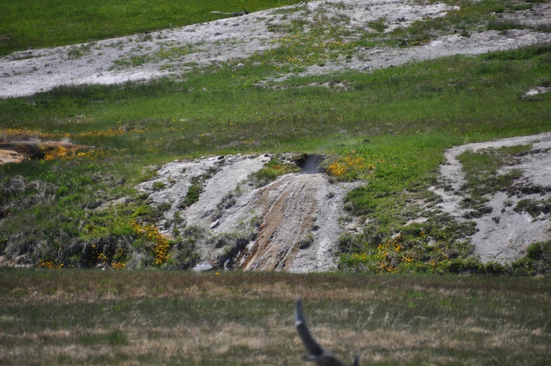 there is a bird flying above the hill