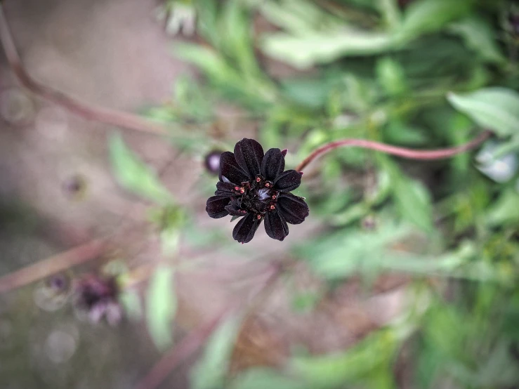 black flower surrounded by green leaves in a field