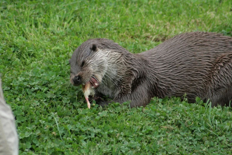 a river otter holding onto the green grass