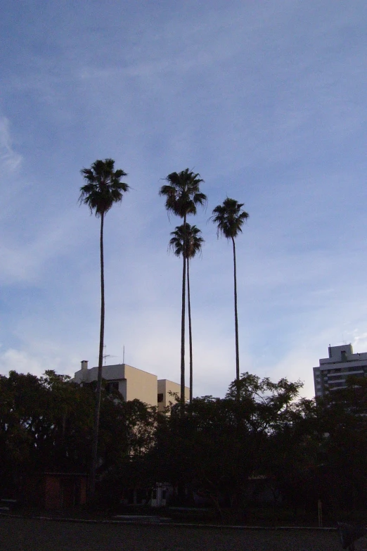 a couple of tall palm trees next to tall buildings