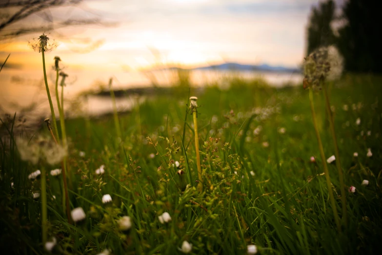 grass covered ground with white flowers and bushes