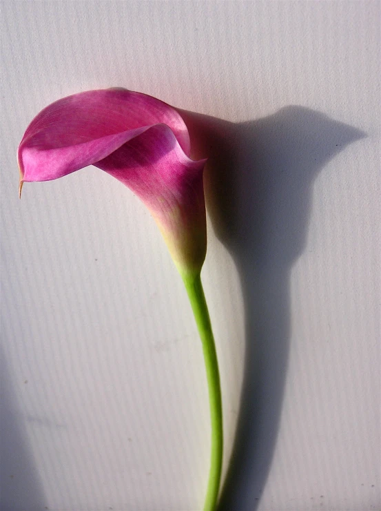 a single flower with a shadow on the wall