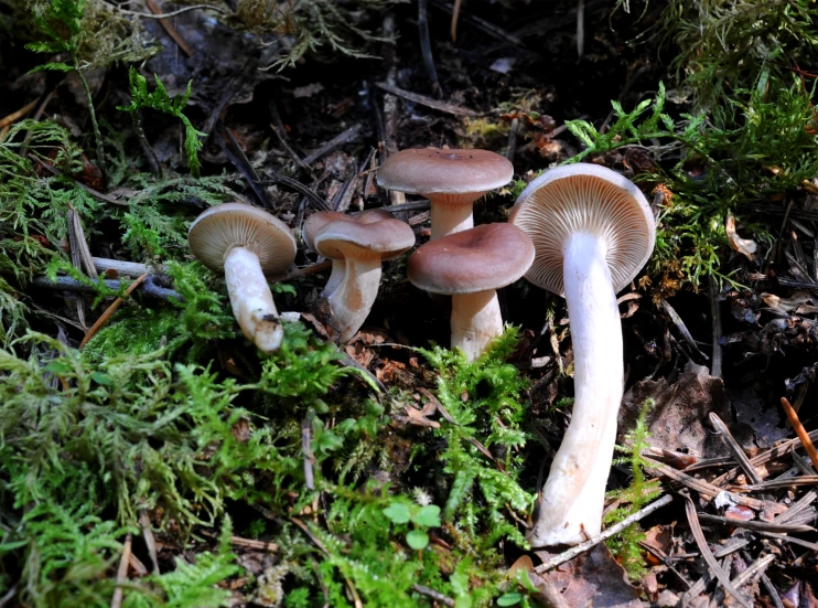 a group of mushrooms growing in the forest