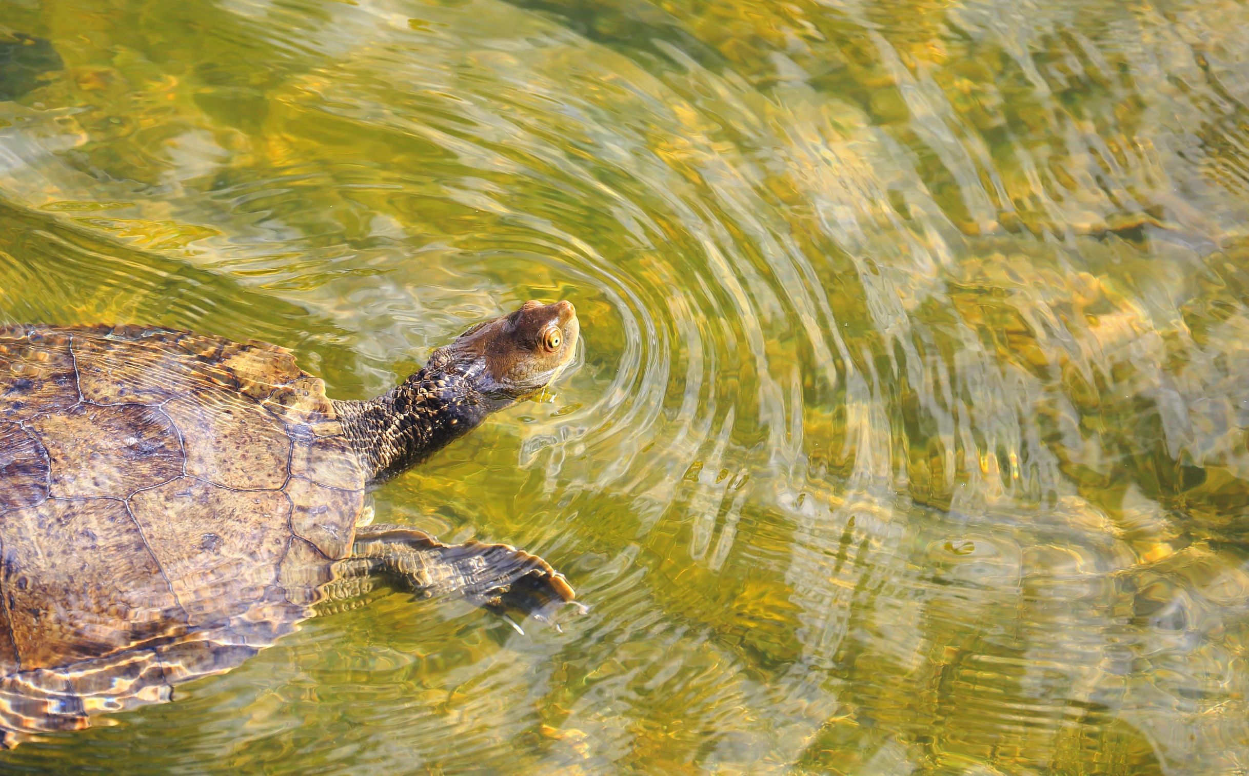 turtle laying in a river with his head out of water