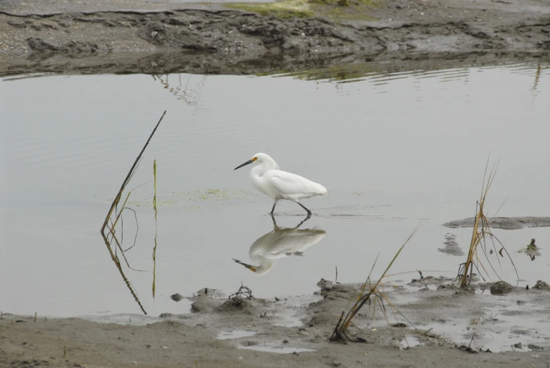 the bird is standing in the water near the grass