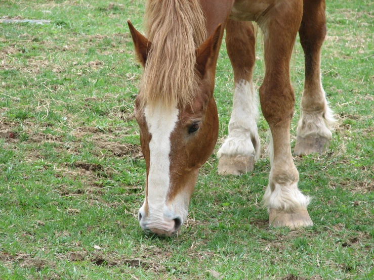 a close up of a horse grazing in the grass