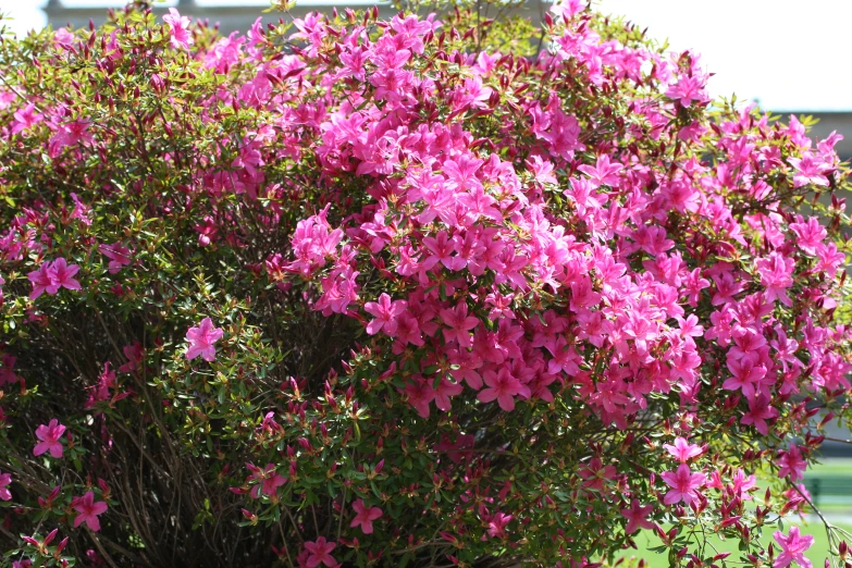 pink flowers that are growing on a tree