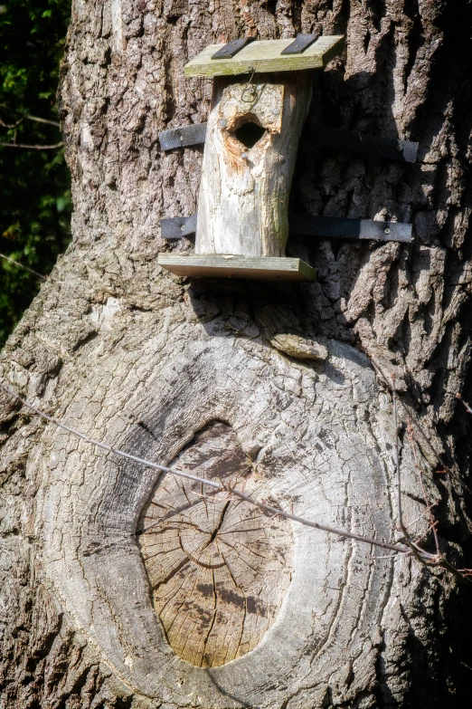 a birdhouse with a window built in to the side of a tree