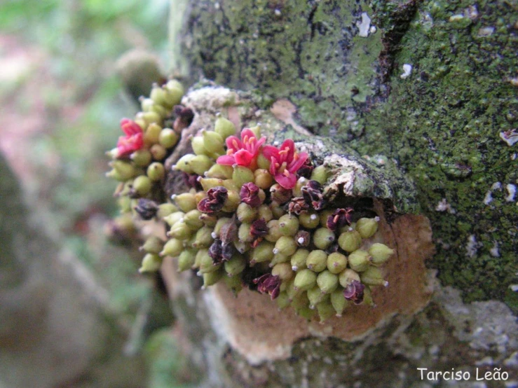 some green and red flowers and some moss