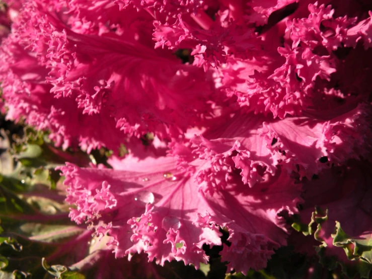 a large red flower with pink and green leaves