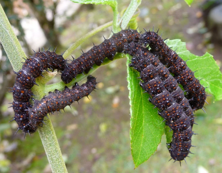 a large caterpillar is crawling on a green plant