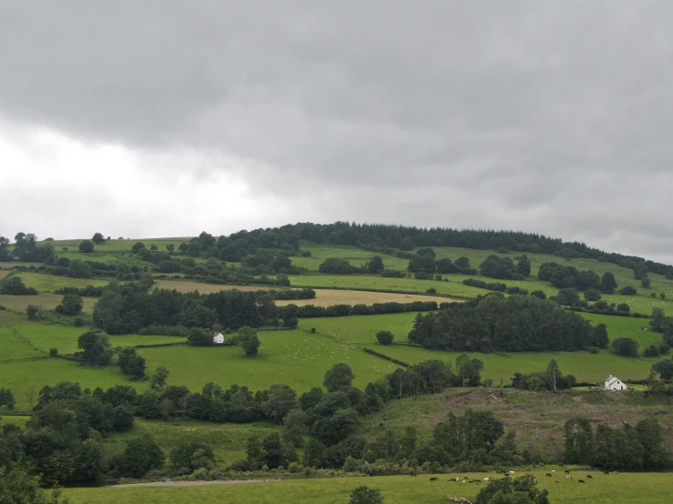 the landscape is lush and green with little bushes in front