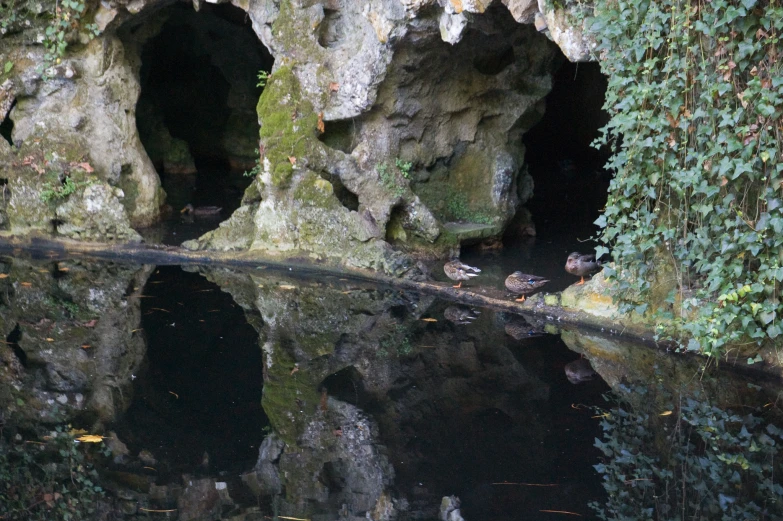 birds sitting on the ground inside a rock formation near a river