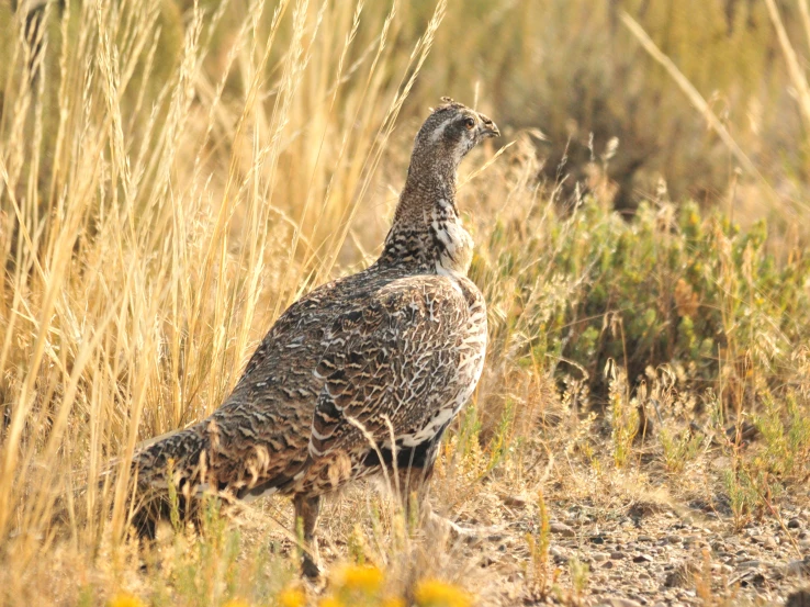 a bird standing in a grassy area with yellow flowers