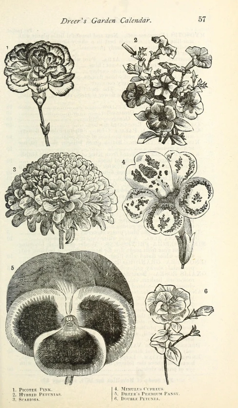 different types of flowers in an old book