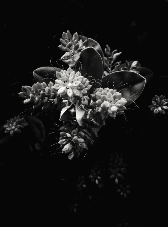 a black and white po of flowers against a dark background