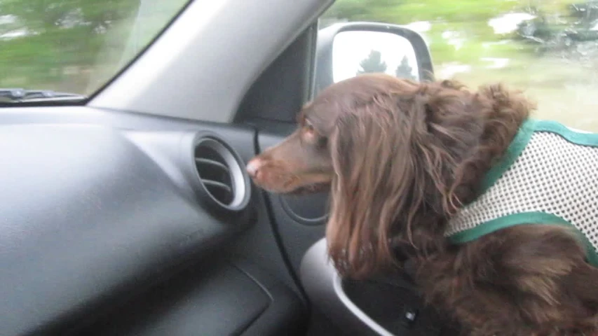 there is a dog with its head sticking out of the driver's window