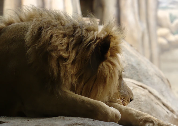 a long haired, furry animal resting on a rock