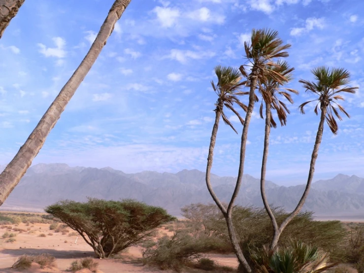 a couple of palm trees with a mountain behind them